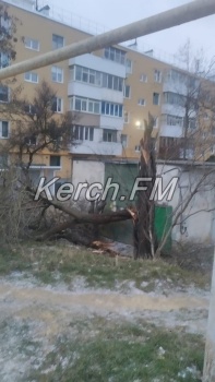 Новости » Общество: Очередное дерево в Керчи не выдержало штормового ветра