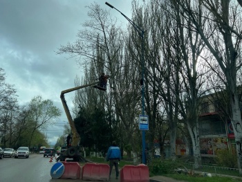 Новости » Общество: В Аршинцево продолжают сносить старые тополя