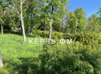 Новости » Общество: Поросло травой все Аршинцево- в Керчи не успевают косить дворы и обочины