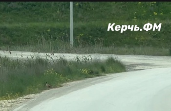 Новости » Общество: Керчан удивляет наглость фазанов в городе