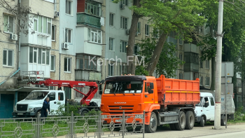 Новости » Общество: В Керчи на Горького пилили деревья