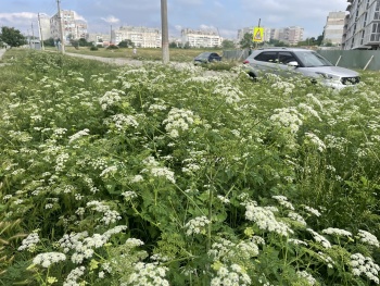 Новости » Общество: Все благоустроенные дворы в Керчи облагородили зараженной болиголовом почвой