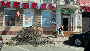 Новости » Общество: На Козлова спилили сухие деревья