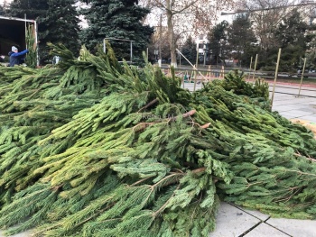 Новости » Общество: В Крыму прекратилась незаконная вырубка елей перед Новым годом