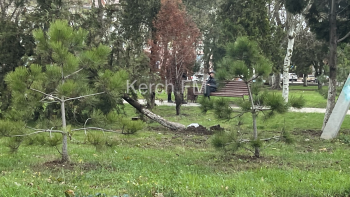 Новости » Общество: На морвокзале ветер повалил несколько туй