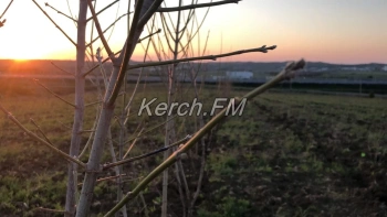 Новости » Общество: В Крыму за четыре года высажено более тысячи гектаров леса