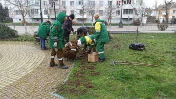 Новости » Общество: Сотрудники зеленхоза Керчи ведут подготовку к весеннему сезону