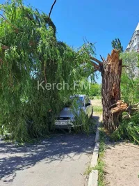 Новости » Криминал и ЧП: В Керчи на припаркованную машину упало дерево