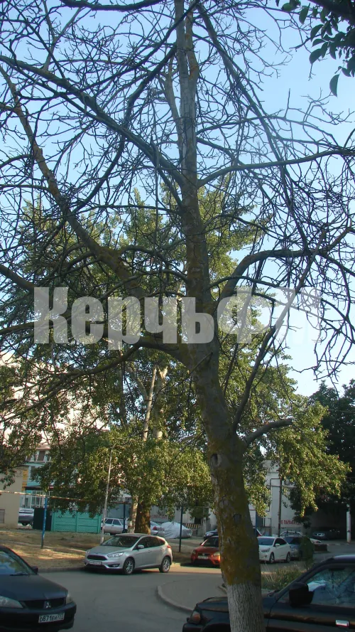 Новости » Общество: В Керчи спиливают живые ветки, игнорируя сухие деревья