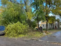 В Керчи продолжается обрезка высокоствольных деревьев