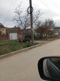 Новости » Общество: На улице Шевякова в Керчи замечены дикие животные