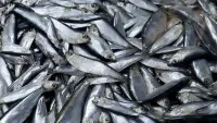 Новости » Экология: Роспотребнадзор не выявил нарушений в рыбе и морепродуктах из Черного моря