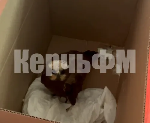 Новости » Общество: В керченский штаб по спасению птиц привезли необычную птицу