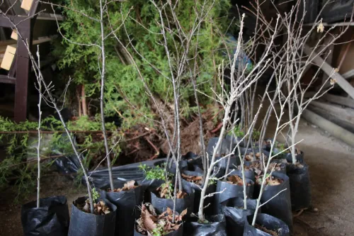 Новости » Общество: В Керчь привезли более трех тысяч саженцев