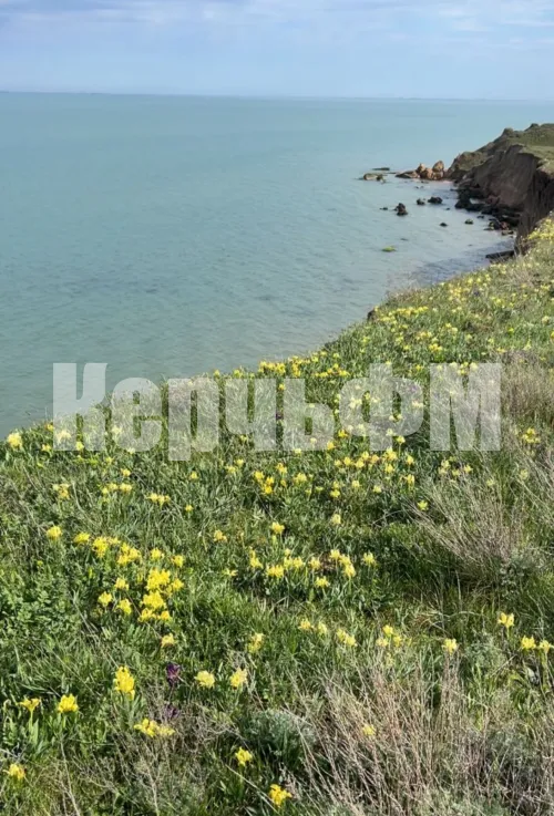 Новости » Экология: На обрывах вдоль моря под Керчью распустились краснокнижные карликовые ирисы