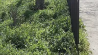 Новости » Общество: В парке Гагарина в Керчи необходимо покосить траву
