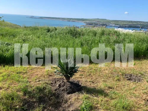 Вдоль дороги на гору Митридат в Керчи юкки обрезали под пальмы
