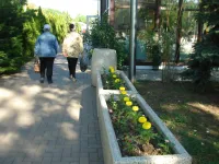 Новости » Общество: Сегодня в Комсомольском парке на клумбах высадили более 750 растений