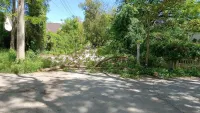 Новости » Коммуналка: Без пострадавших: в Аршинцево на дорогу упала огромная ветка дерева