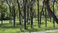 Новости » Общество: Обещанную обработку городских территорий от клещей в Керчи так и не начали
