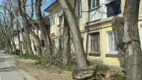 Новости » Общество: Спилили и бросили: на Крупской провели обрезку деревьев