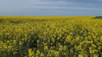 Новости » Экология » Общество: Золотые ковры Крыма: красота рапсовых полей под Керчью