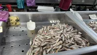 Цена на барабулю и ставридку в Керчи снизилась