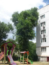 Высокое дерево по Энгельса, 11 в Керчи - угроза для детей