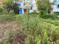 Во дворах домов по улице Буденого в Керчи некошеная трава