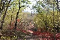 В Крыму продлили ограничение на посещение лесов