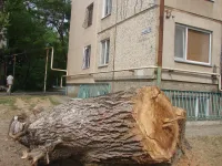 Спиленный ствол огромного дерева у керченской пятиэтажки ждет вывоза