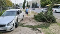 В Керчи легковушка на Кирова снесла дерево