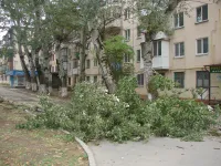 Новости » Общество: Большая упавшая ветка тополя на Горького в Керчи преградила путь по тротуару