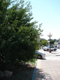 Новости » Общество: У Самойленко, 12 в Керчи ветви дерева ограничивают видимость выезжающим