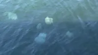 Новости » Экология: Море медуз: в Керчи отдыхающих пугают гиганты у берега