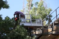 В Керчи сносят сухостой на придомовых территориях будущего благоустройства
