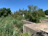 Историческое место древней Керчи заросло камышами