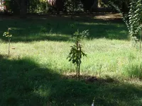 Новости » Общество: Служба городского хозяйства Керчи: плановый полив саженцев и цветов