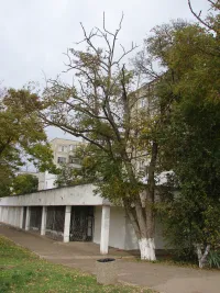 Новости » Общество: У библиотеки №2 в Керчи стоят аварийно-опасные деревья