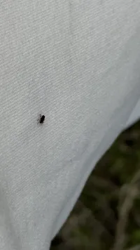 Новости » Общество: Опасность на природе: клещи активизировались в окрестностях Керчи