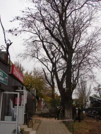 В Керчи спилили аварийные ветки у перекрестка Кирова и Сморжевского