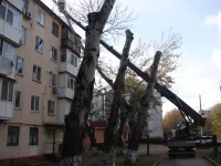 Новости » Общество: В Керчи дерево могло обрушиться на крышу пятиэтажного дома