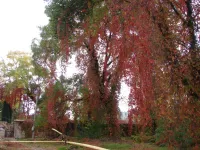 Осень раскрасила деревья и керченские дворы