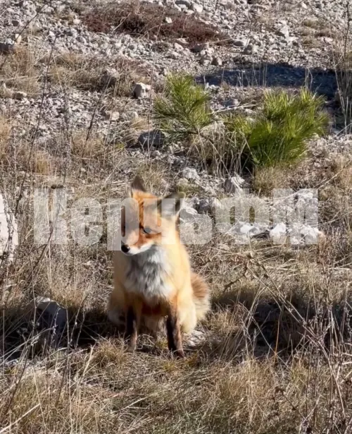Новости » Криминал и ЧП: В Крыму участились нападения зараженных животных