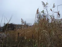 Трехметровые камыши за погнутым забором в центре Керчи