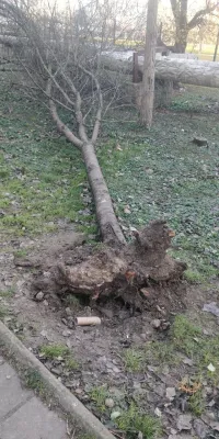 Новости » Общество: Вывернутые с корнем деревья у дома Буденного, 29 в Керчи так и не убрали