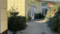 В Керчи новогоднюю ёлку можно купить в любом районе города