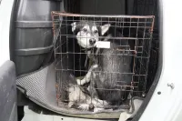 Новости » Общество: Воющую собаку из квартиры дома по Суворова, 10 в Керчи определили в приют