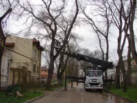 Новости » Общество: На Петра Алексеева в Керчи спиливают аварийные ветки высоких деревьев