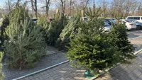 В Керчи появились в продаже живые ёлки